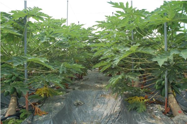 [屏東縣]打造智慧木瓜園：節水又防蟎 永續更安心