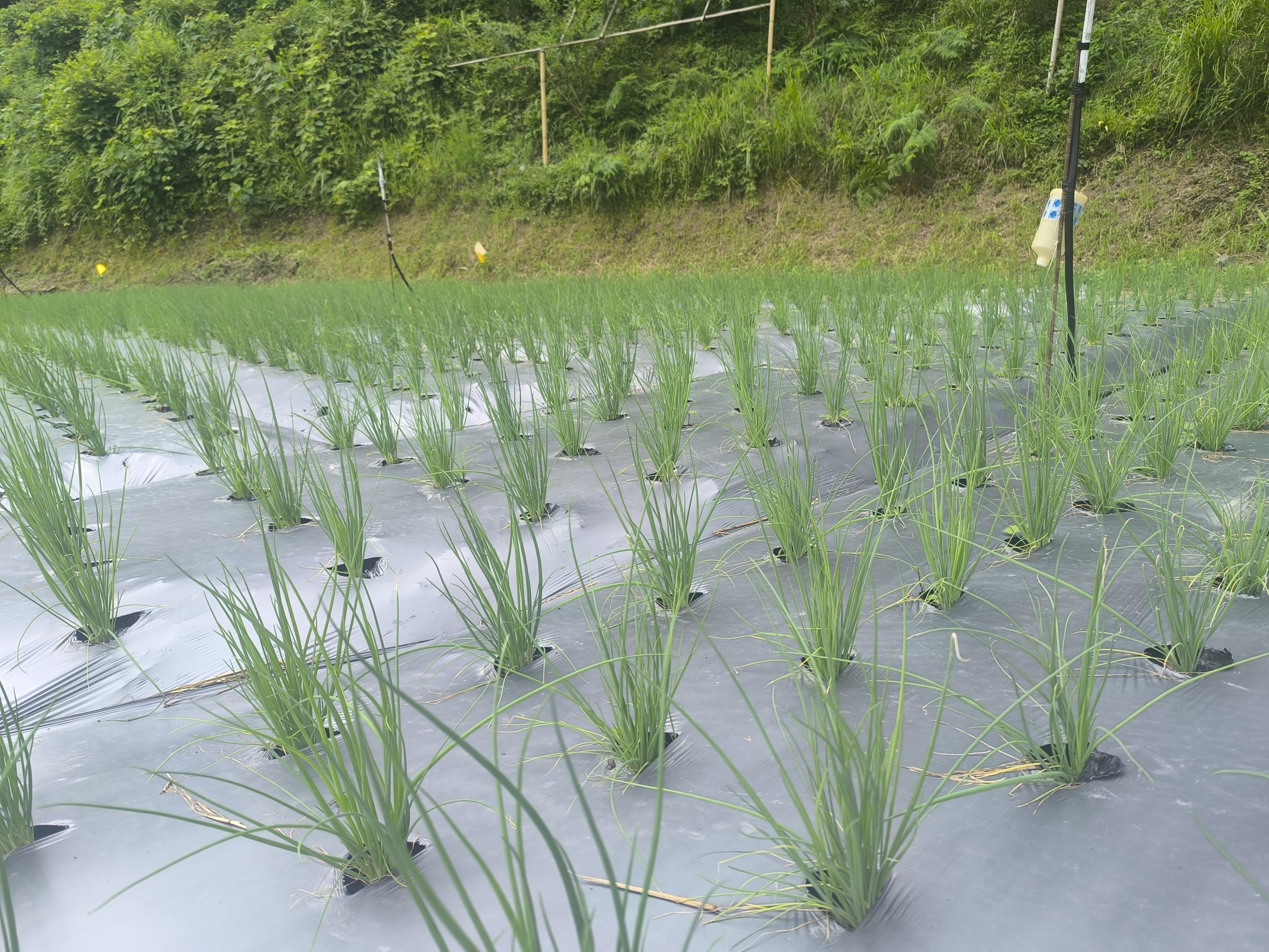 [新竹縣]桃園場打造新竹尖石高山青蔥示範區 穩定夏蔥供需、創高收益