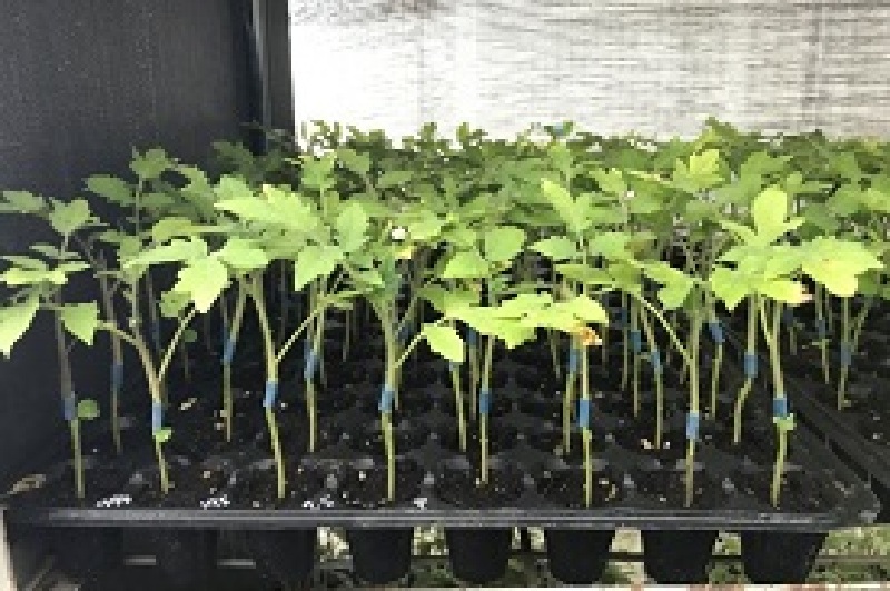 蔬果嫁接苗達人-育家種苗場