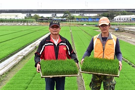 綠化場已準備出苗的水稻苗，左為倪榮俊(父)、右倪振育(子) 。
