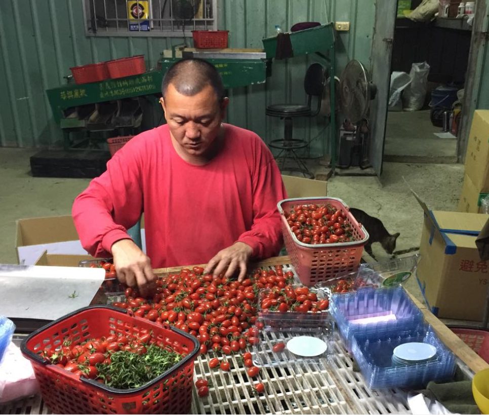 高世男嚴謹照料自家的玉女番茄，因此對品質和安全度相當有把握。（圖片提供／高世男）