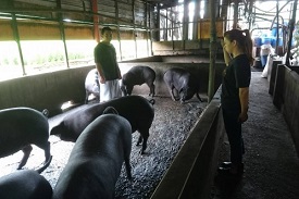 七年級的李當期，接棒父親、伯父的養豬場，特別著重改善豬舍條件、減低環境污染。