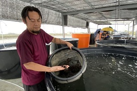 黃國良利用水冷養殖設備，連紫海膽也嘗試養殖，目前生長情形不錯。