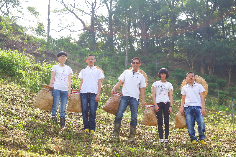 三峽白雞谷芳有機茶園，一家五口一同為有機茶園努力