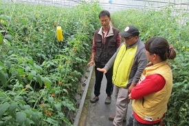 104年3月中旬臺南場劉依昌助理研究員(中) 赴現場實地解說番茄生理與發育，張偉哲及太太李淑禎認真學習