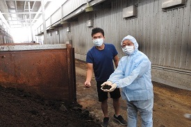 東永泰畜牧場經發酵處理後的雞糞不僅無臭，還可抓在手上