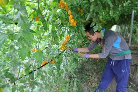 青農廖家助用心照顧小番茄