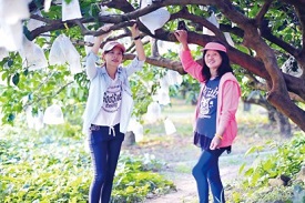 瑞穗鄉鶴岡村「蔡秀珠有機農場」，媽媽蔡秀珠（右）與女兒黃玲雯（左）同心經營