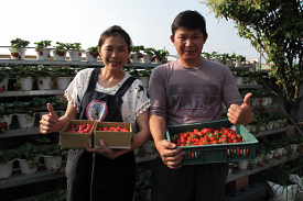 返鄉創業青農范嘉淇以有機草莓找回公公的健康