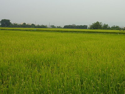 大里區稻米產銷班