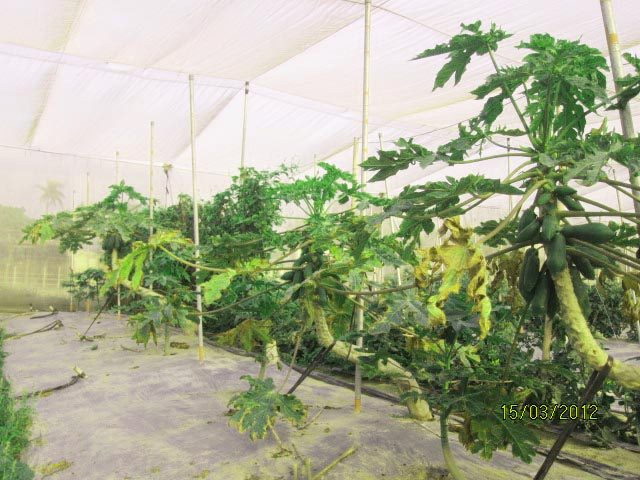 佳里有機生態農場(臺南市佳里區果樹產銷班第3班)