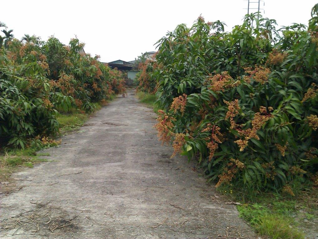 屏東縣潮州鎮果樹產銷班第31班