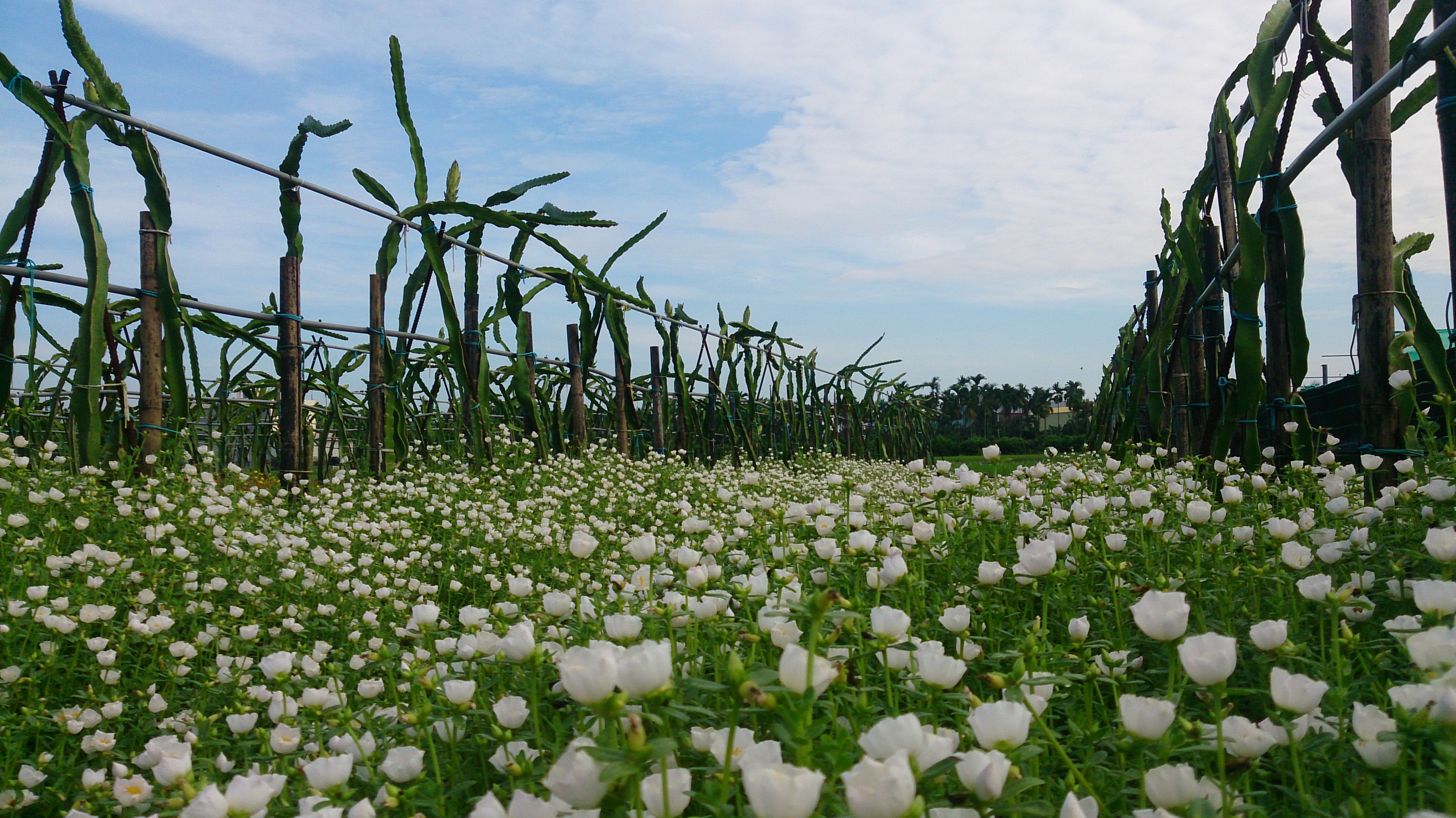儒園農場(屏東縣長治鄉果樹產銷班第13班)
