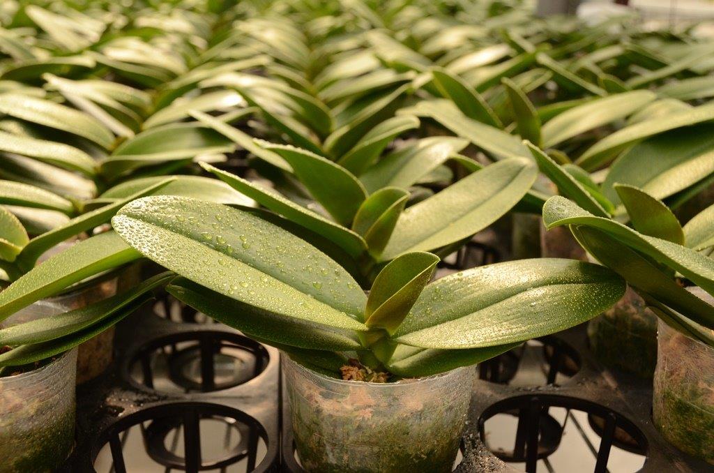 美商三好農業股份有限公司台灣分公司