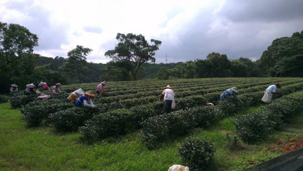 長生製茶場(桃園市龜山鄉茶葉產銷班)