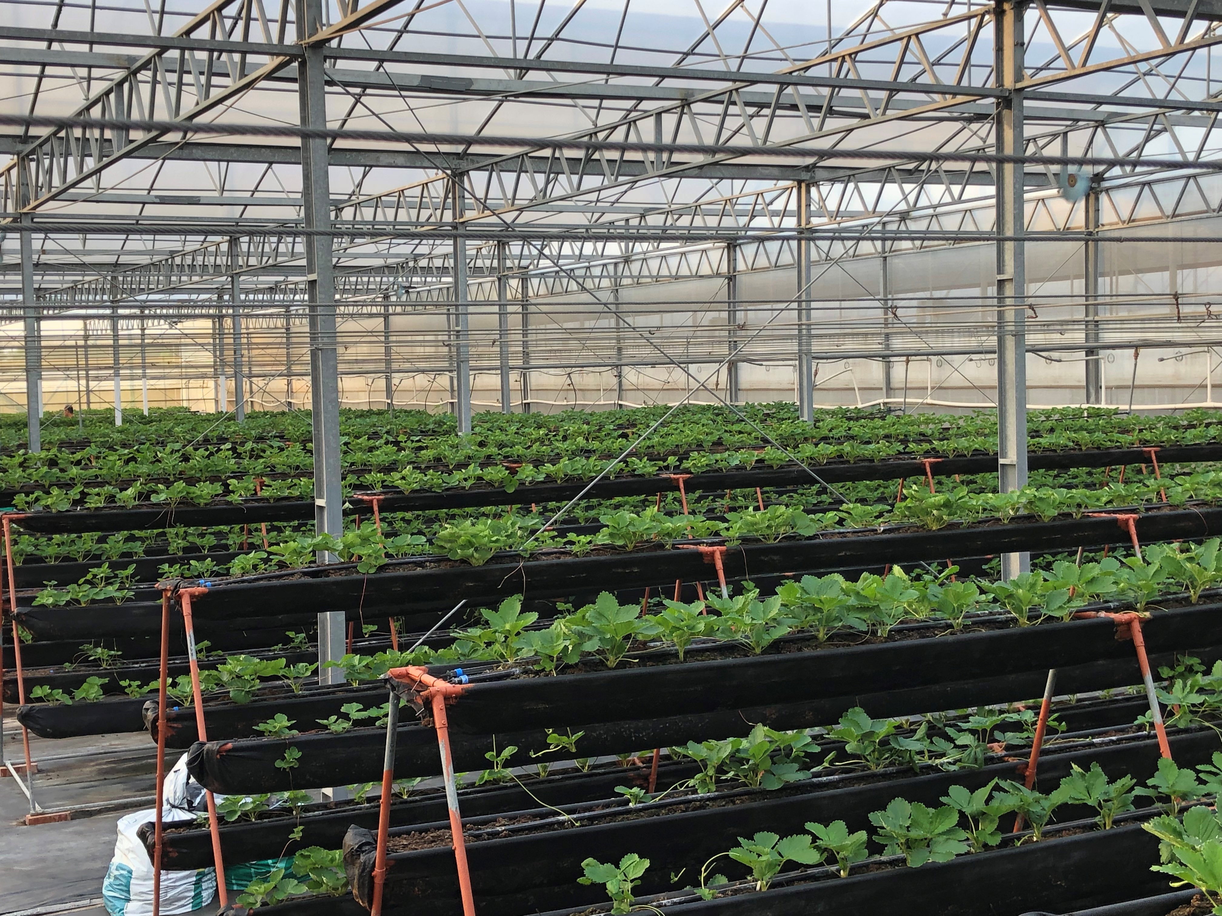 沐光農場(黃文慶)