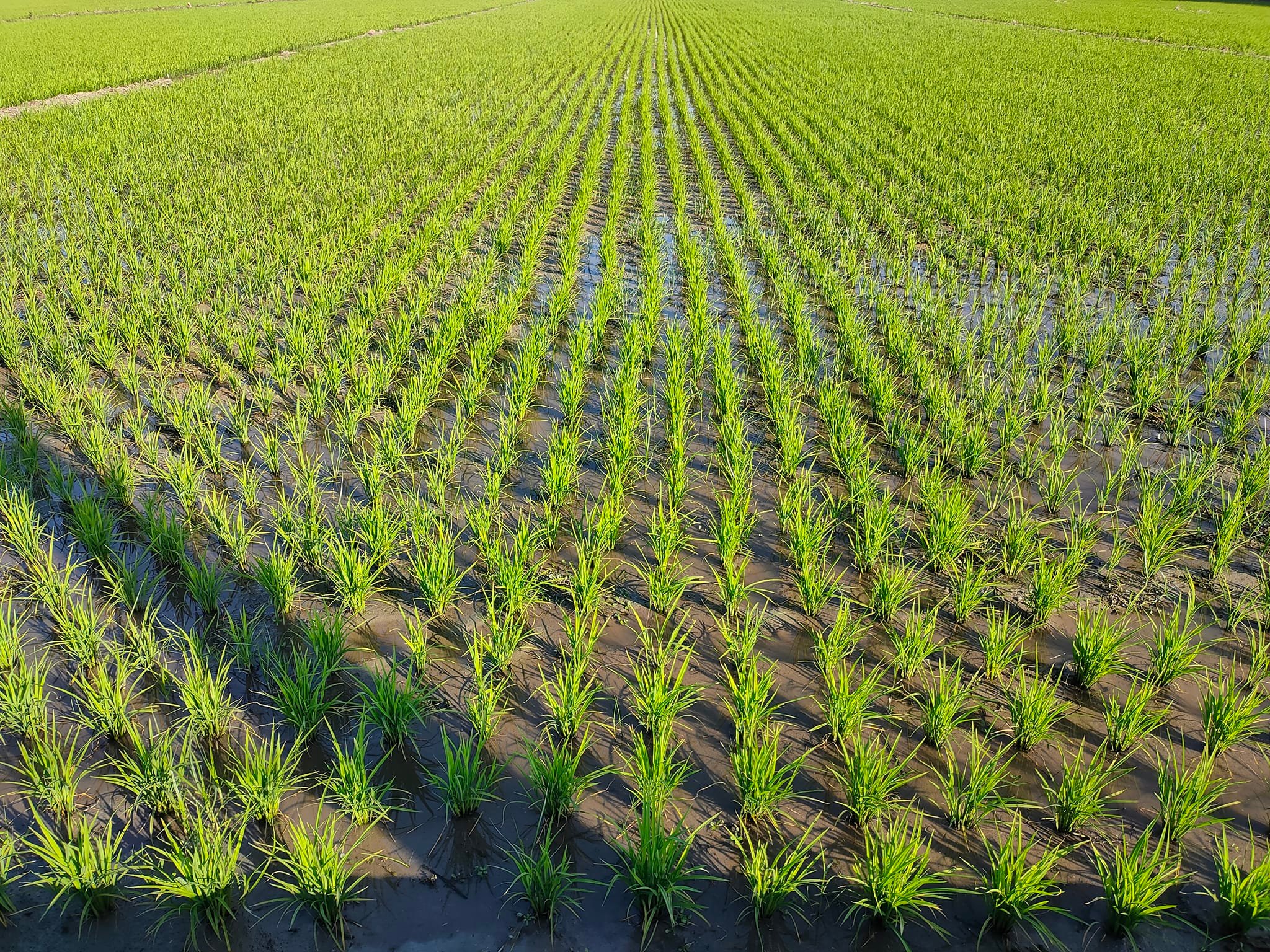 有限責任臺南市糧豐雜糧生產合作社