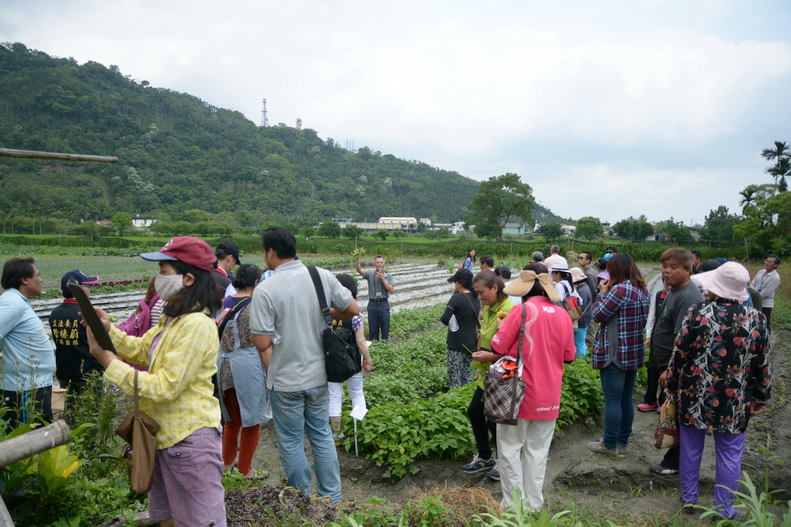 農民現場觀摩野菜園