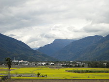 農糧署免費提供綠肥種子，提升地力兼賞花海美景