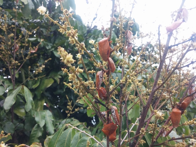 荔枝椿象成蟲吸食龍眼花穗、嫩芽及嫩果等，嚴重影響產量