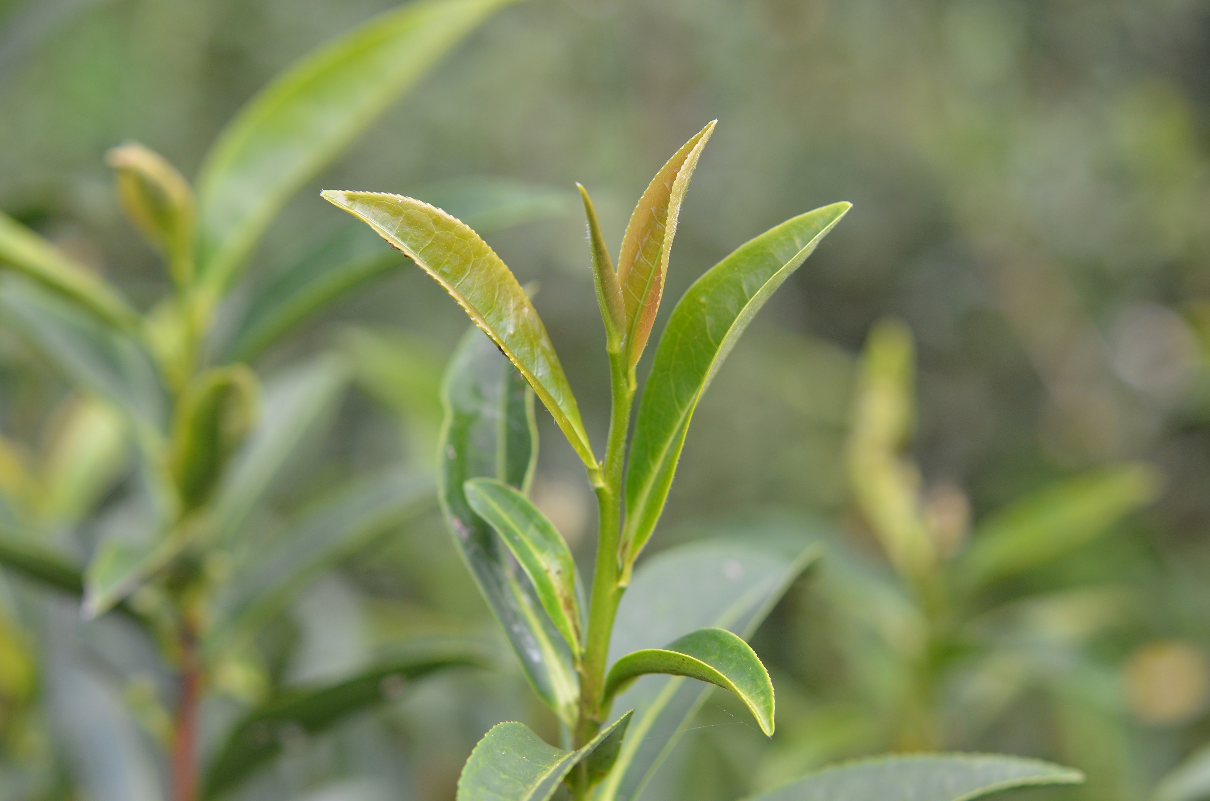 臺茶23號茶芽