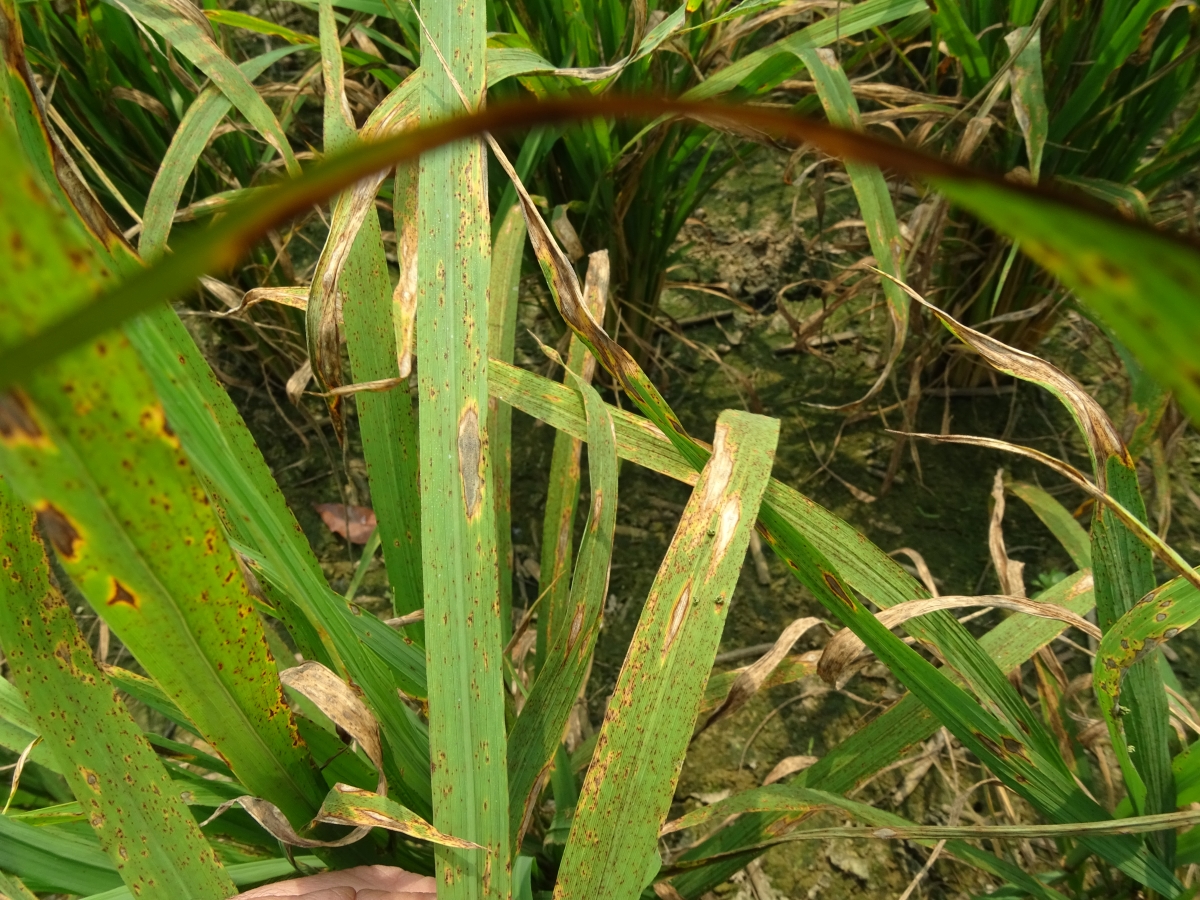 天氣溫暖 臺南場籲農友加強防治水稻葉稻熱病