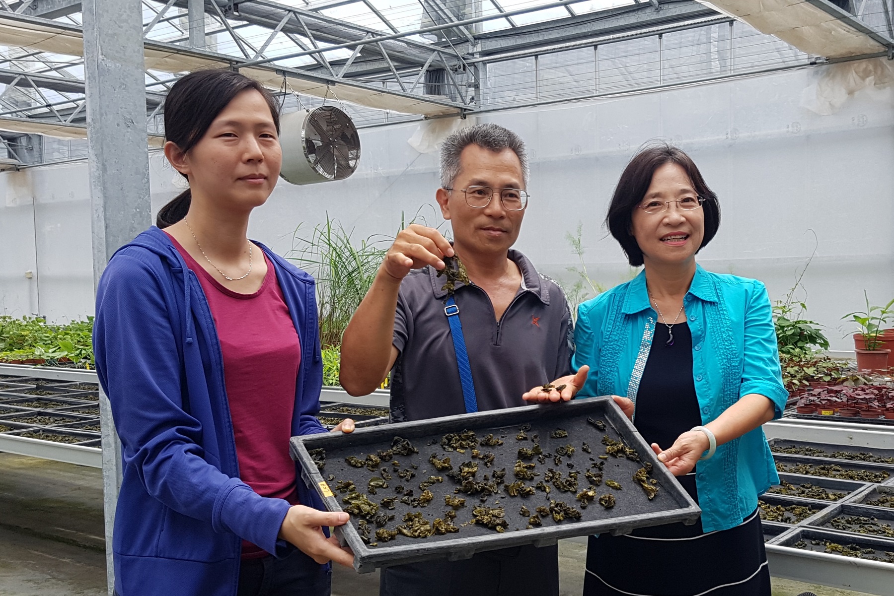 花蓮場利用不織布做為陸生藍綠藻栽培資材，較乾淨且無雜質，將推廣給農民使用