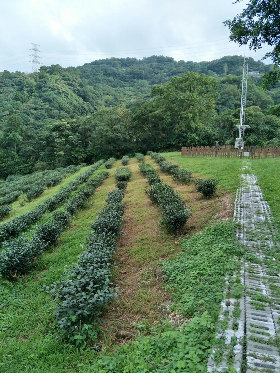 施用新型醋酸除草劑防治雜草（1周後）