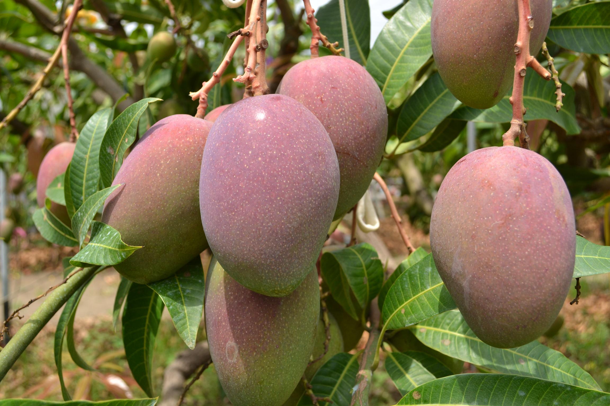 芒果鳳梨保險費補助　受理期限至2/15