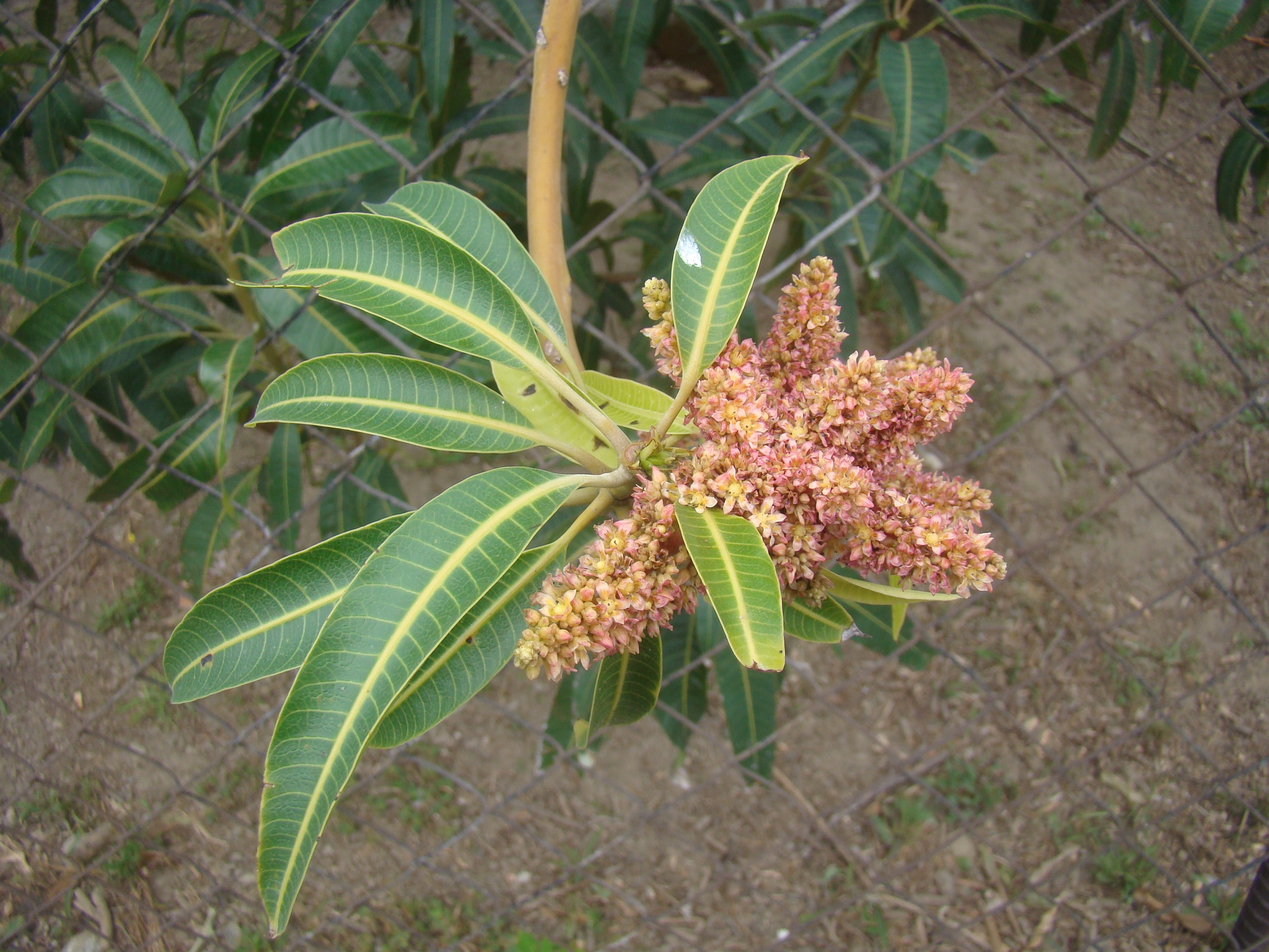 芒果進入盛花期　慎防病蟲害