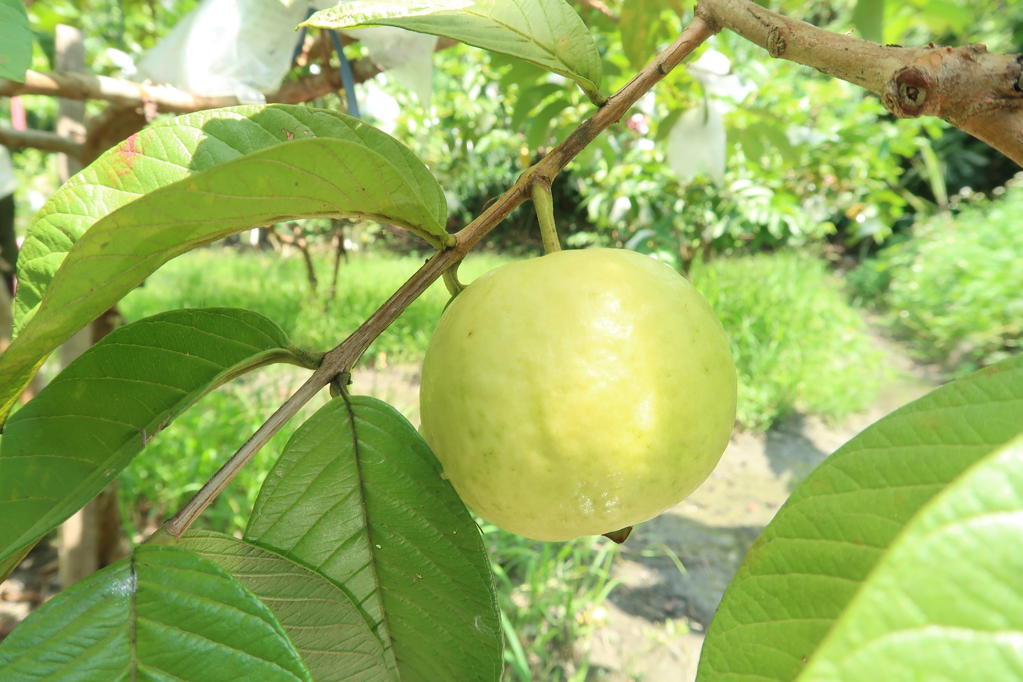 宜蘭特有番石榴 軟香甜新鮮上市