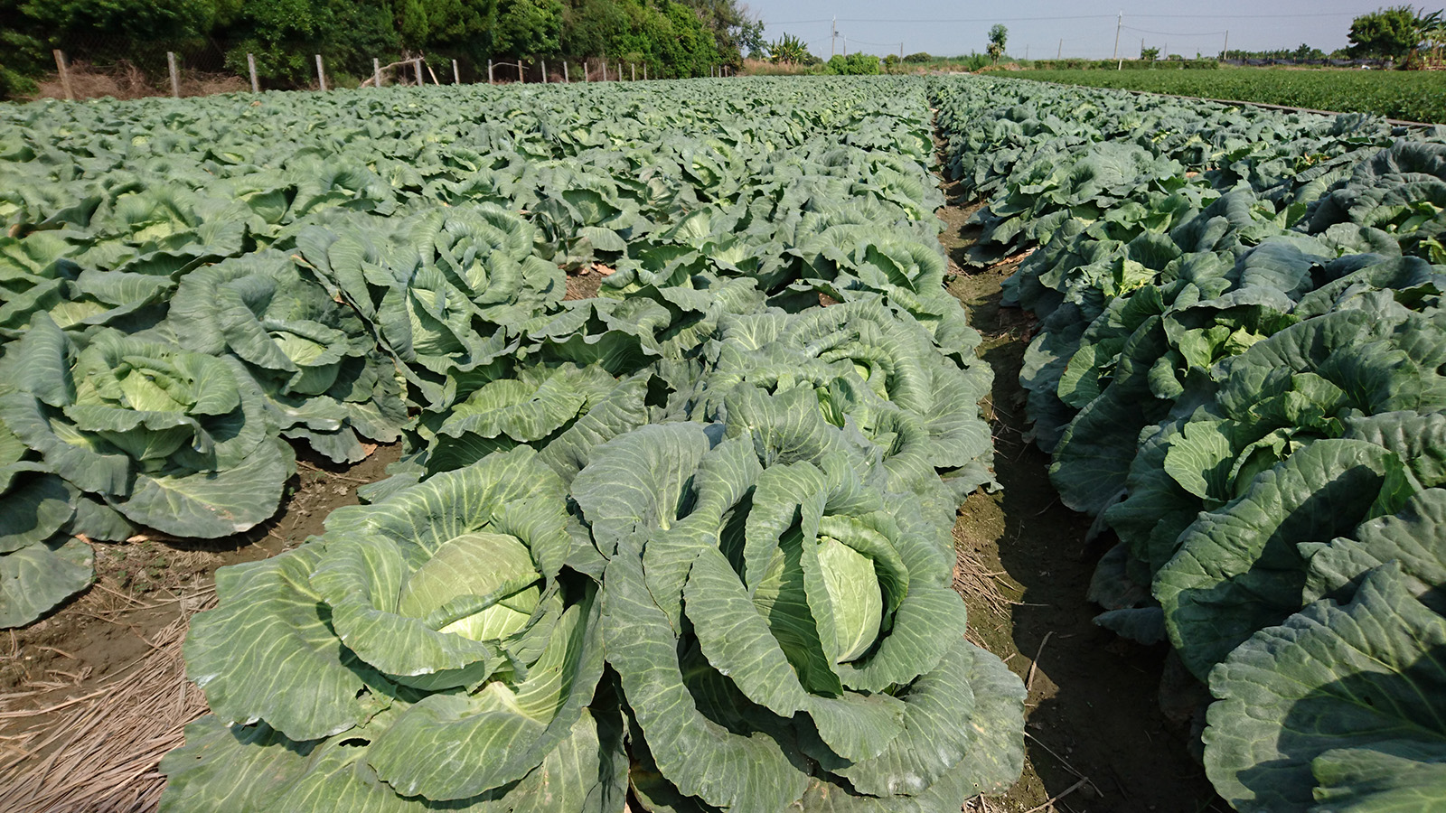 田間甘藍照片