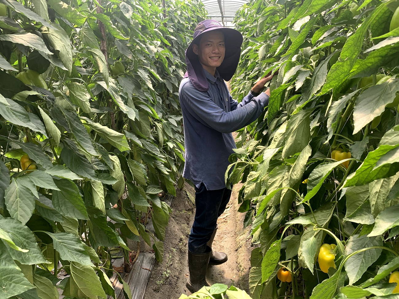 農友李菡茂在遮雨網內檢視有機彩椒病蟲害情形