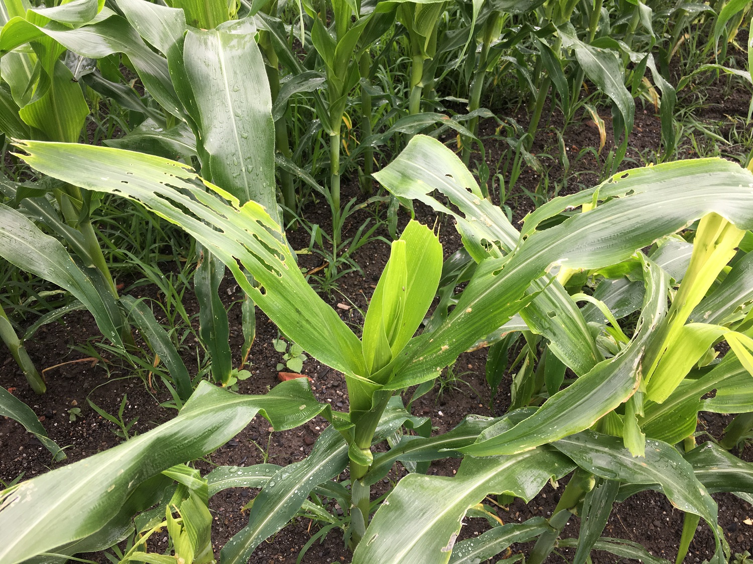 秋行軍蟲危害玉米植株，可見明顯蟲孔和食痕