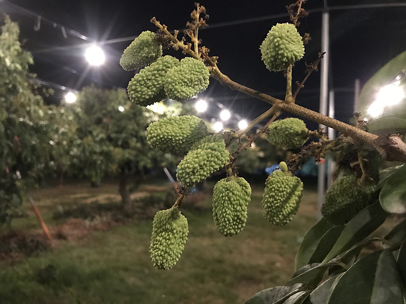 荔枝栽培新妙方-夜間燈照防治荔枝細蛾