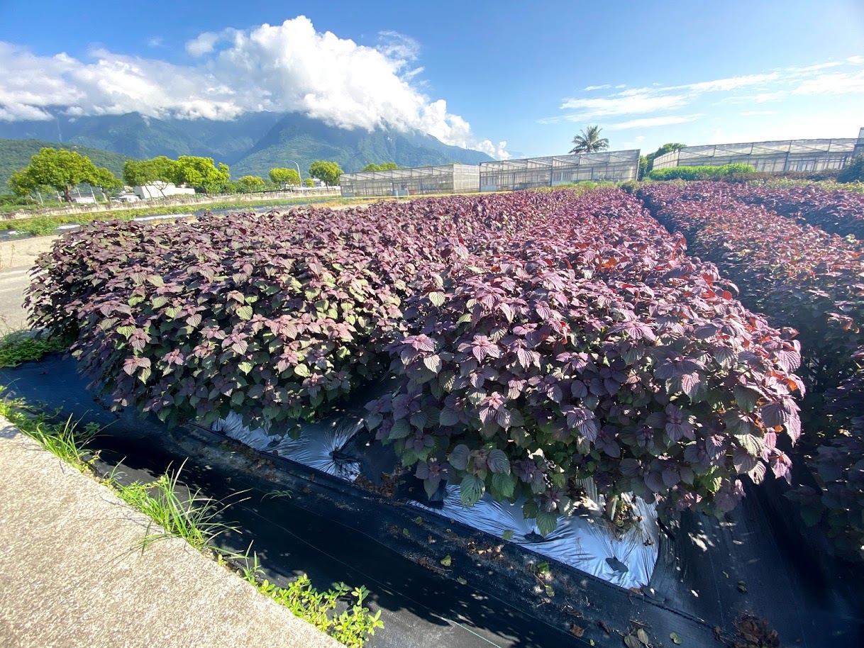 花蓮區農業改良場紫蘇的栽植情形