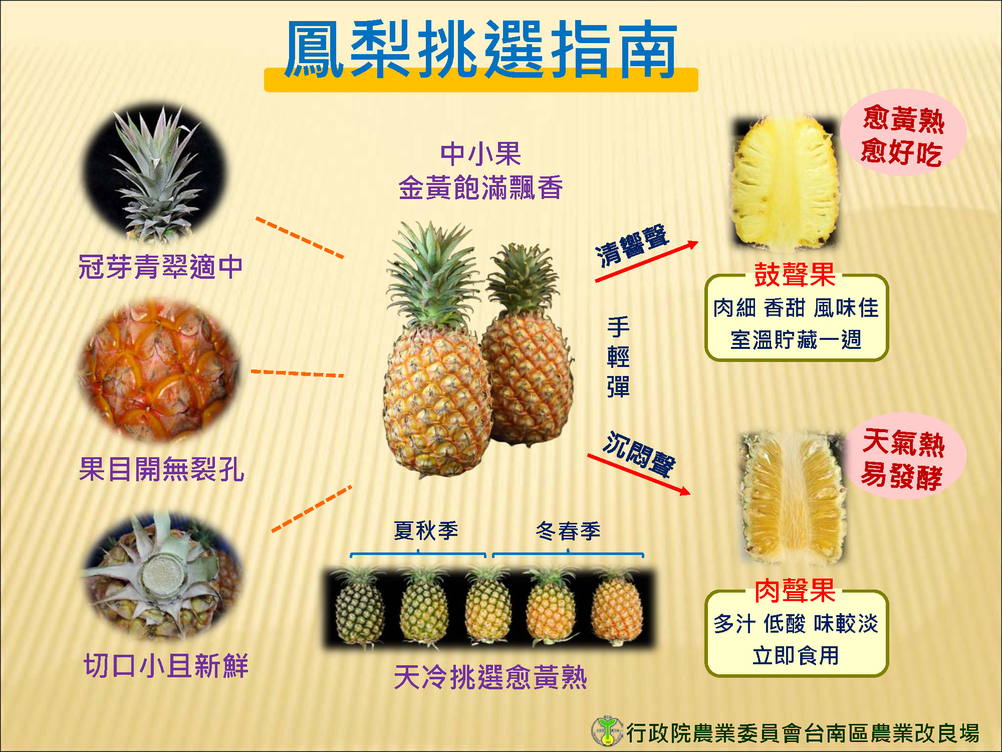 鳳梨香甜正當時 臺南區農改場教您挑選和食用