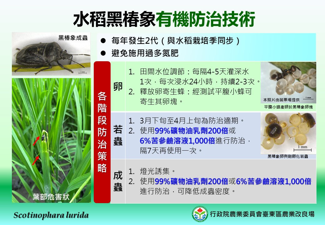 黑椿象逆襲有機水稻! 臺東場辦理水稻黑椿象有機防治技術說明會