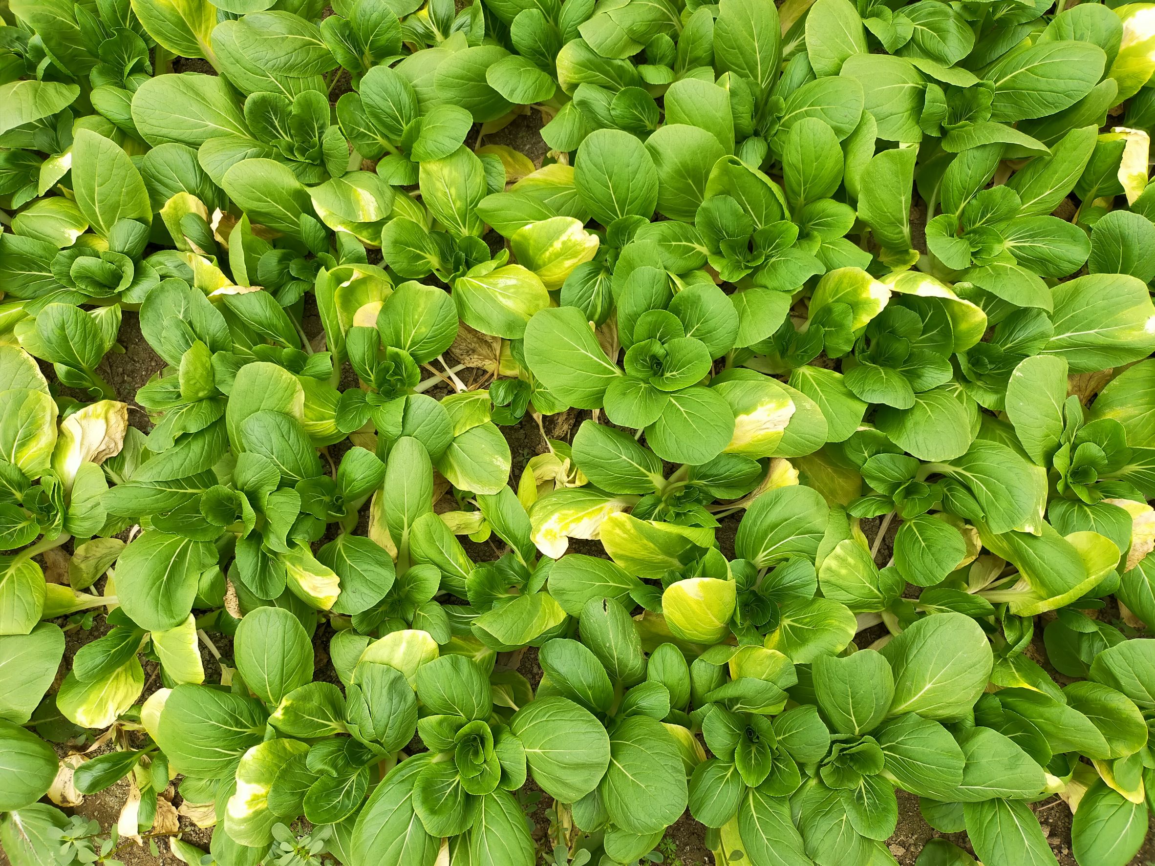 慎防梅雨鋒面強降雨造成蔬菜類及高粱損傷