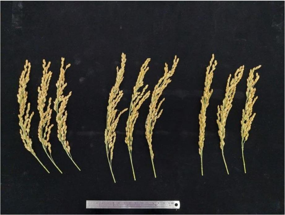 臺大高雄 1 號（中）與對照品種臺稉 9 號（左） 及輪迴親高雄 145 號（右）的穗型比較。