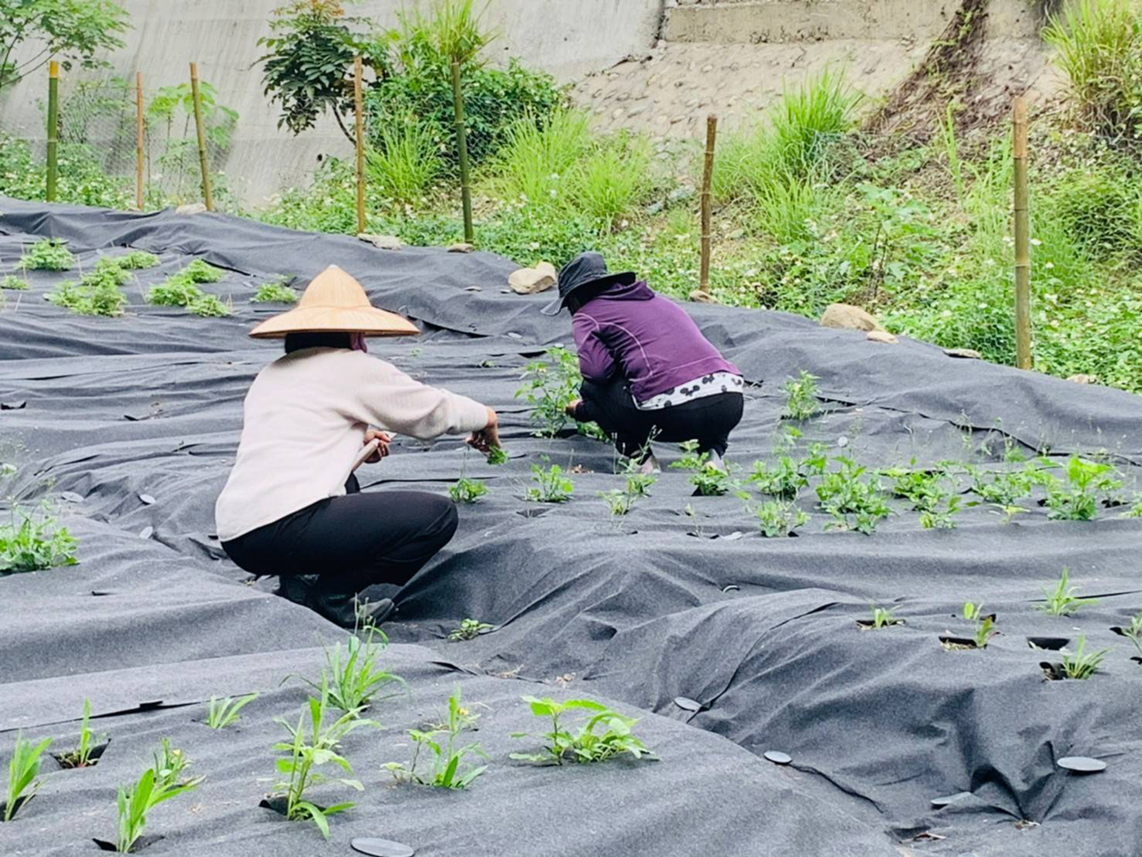 輔導原民部落建置保種圃找回原力