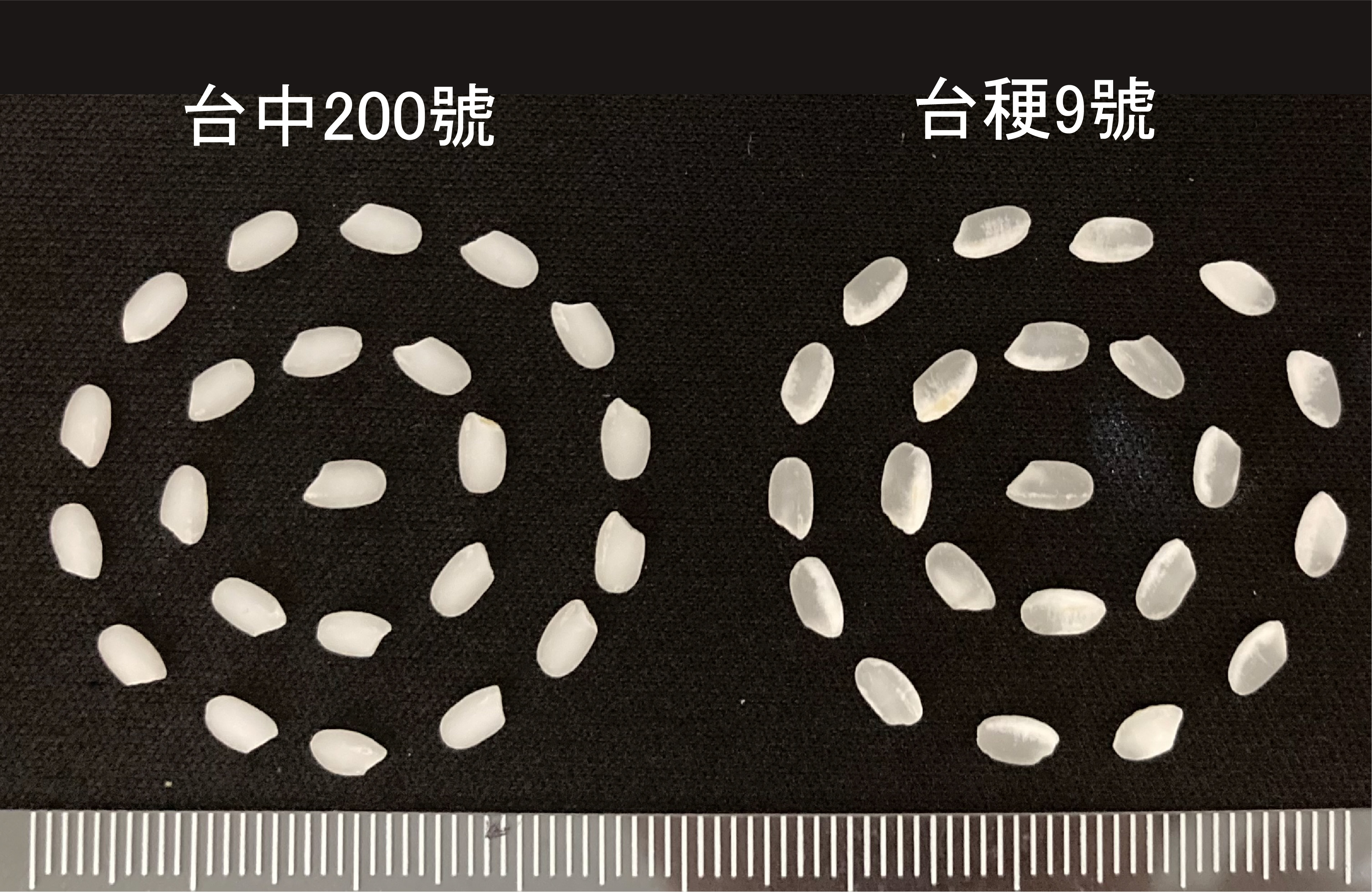 口感食味200%覺醒～水稻新品種臺中200號登場