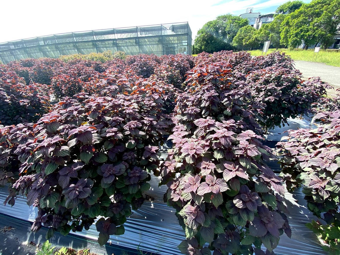 花蓮區農業改良場有機栽培技術提升紫蘇產量