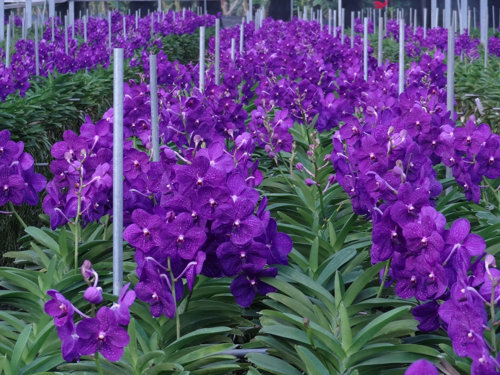 根部噴灌效果好 萬代蘭長得快又壯