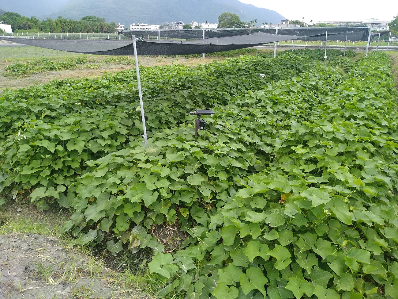 龍鬚菜夏季生產衰弱 改良場有新解方