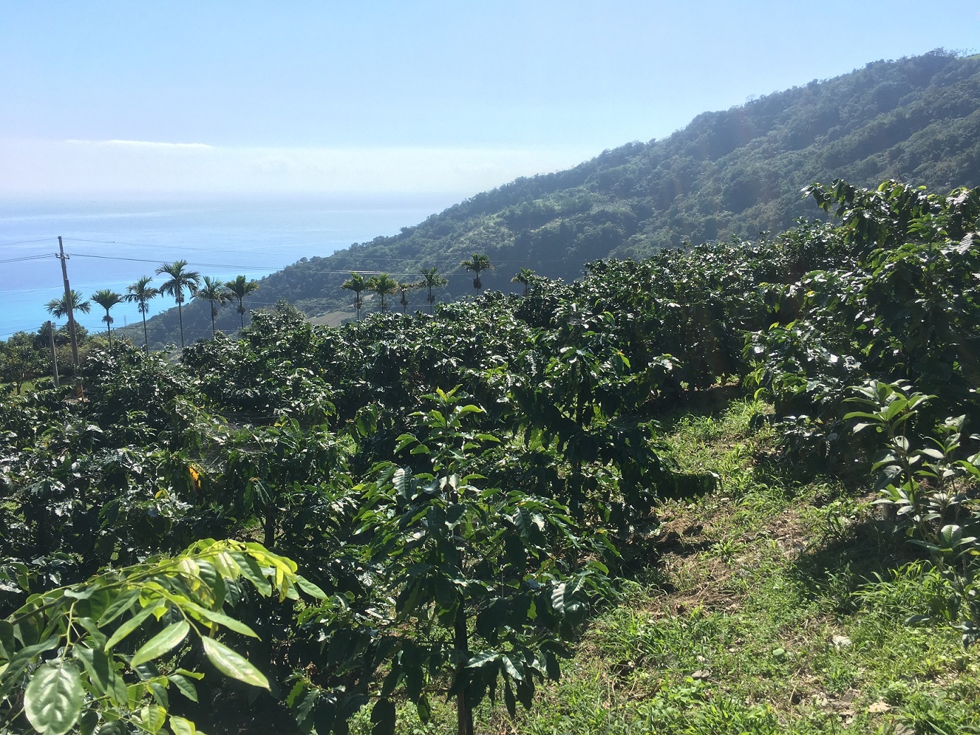 茶業改良場研發水果風味咖啡　帶動多元化咖啡品飲新浪潮