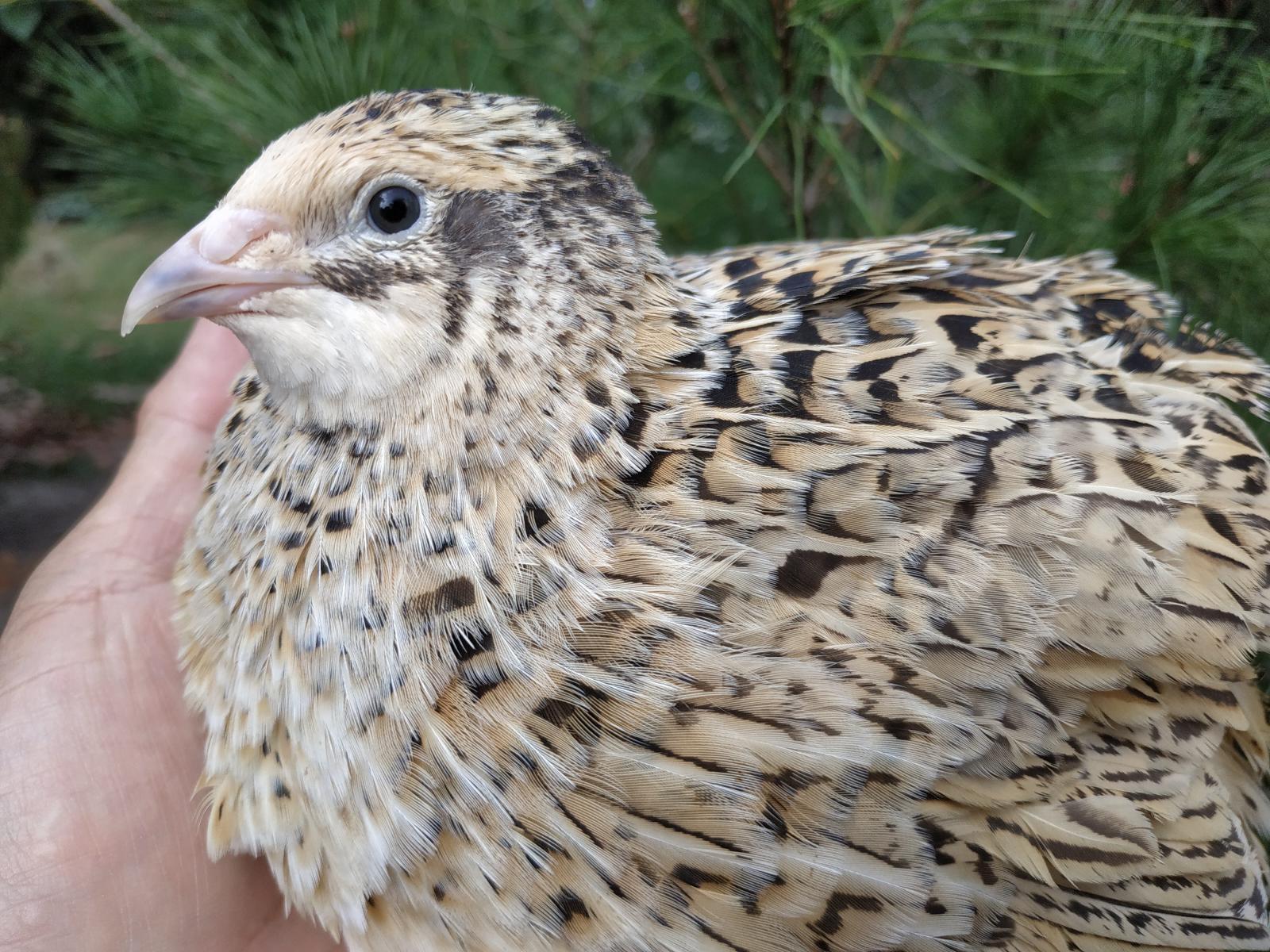 夜市「烤鳥蛋」解密正名 鵪鶉納入家禽元年 產業振興蓄勢待發