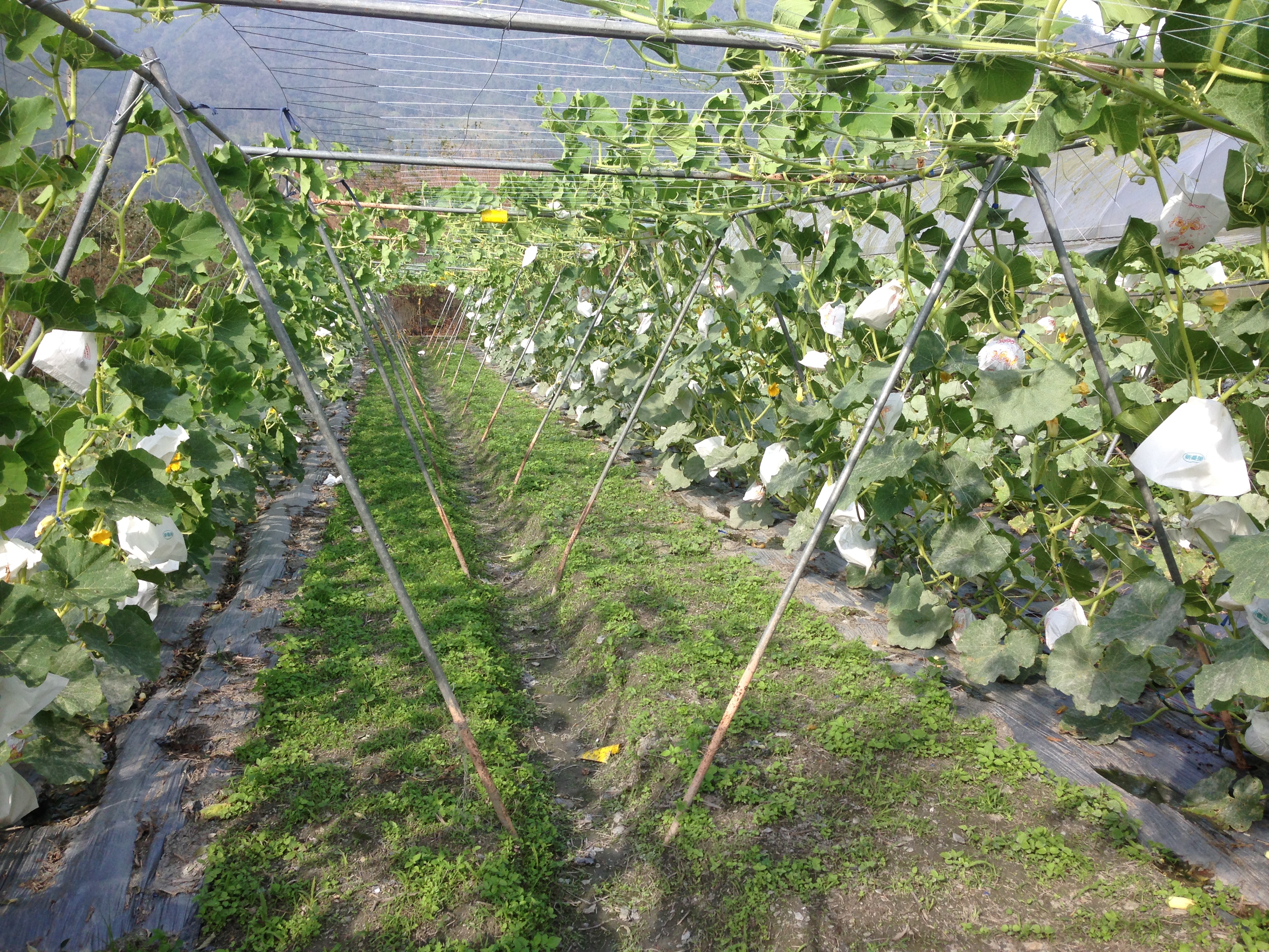 寒流來臨前生育中之果菜類蔬菜可利用套袋以避免作物直接與低溫接觸。