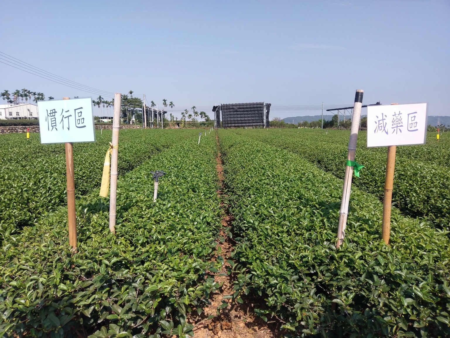 減藥施作茶樹生長與慣行區並無差異