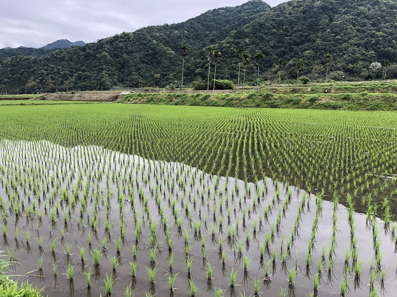 預防勝於治療，從秧苗期即須開始留意病害發生情形